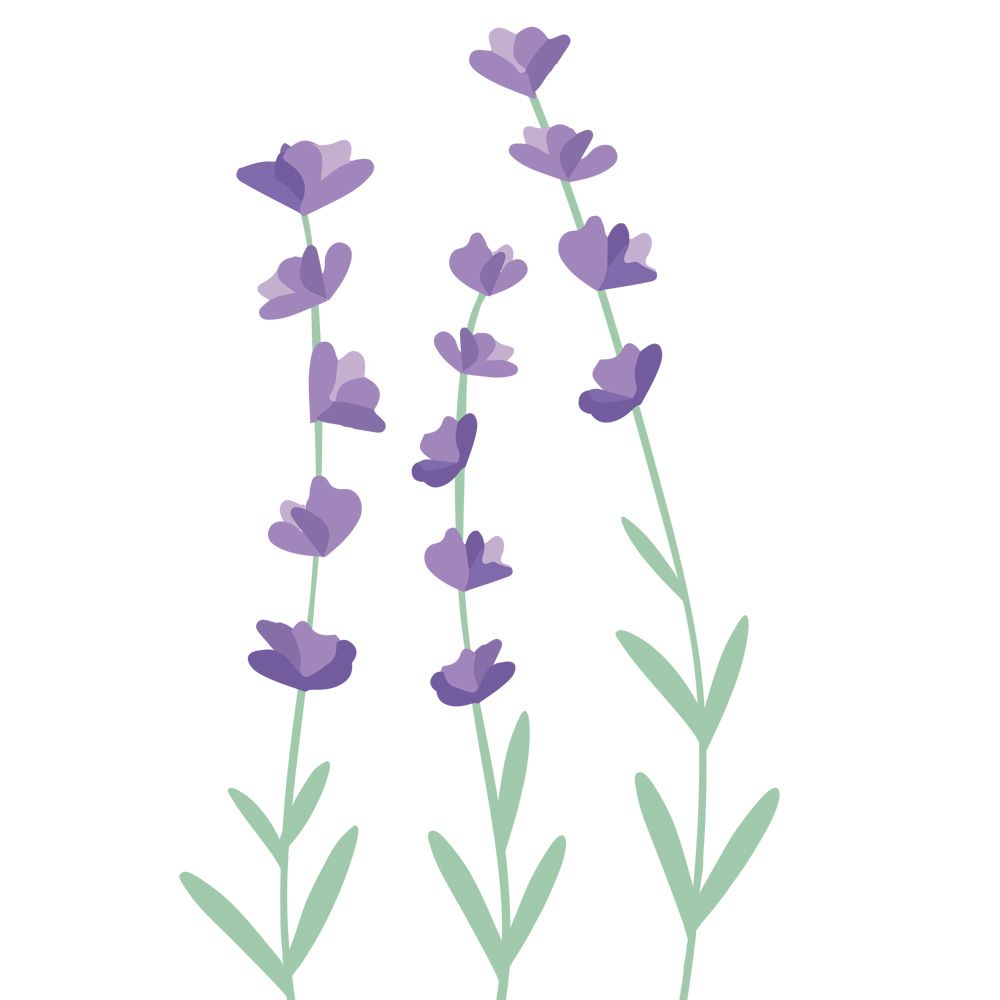 Lavender Field - Iridescent Order Of Service Concertina